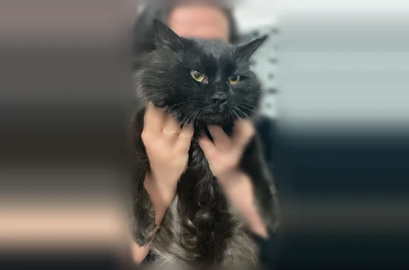 Объявления о пропавших и найденных животных, , фото: Пропала кошка, Село Новотроицкое — самовыгул, лоток не использует