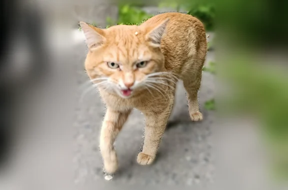 Найдена кошка, Екатеринбург, 4...