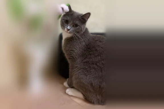 Объявления о пропавших и найденных животных, Омск, фото: Пропала кошка, Пригородная, д. 27, Омск — серая, с белым животиком и лапками
