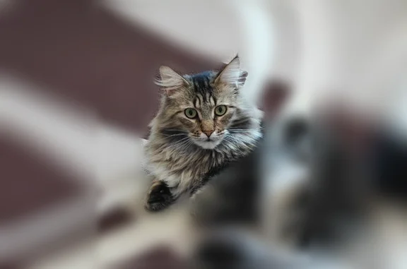 Пропала кошка, Касли, Ленина,...
