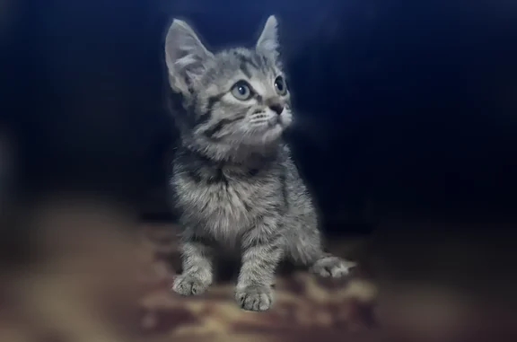Найденные животные Астрахань, фото: Найдена кошка, Бориса Алексеева, Астрахань — серый ласковый котёнок, приучен к лотку