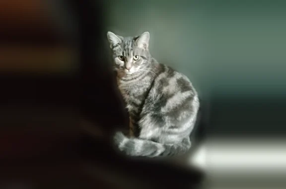 Пропала кошка, Прапорщика Кома...