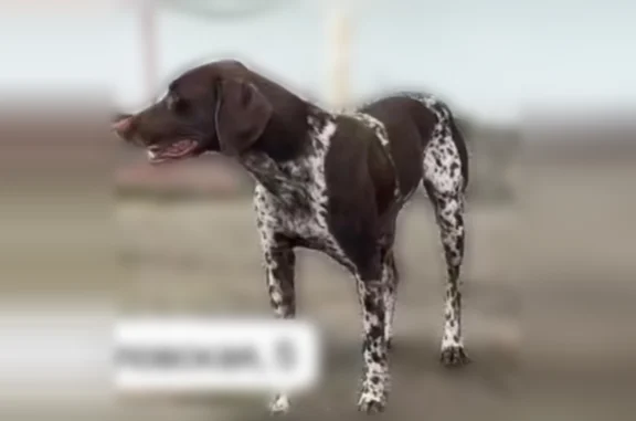 Пропала собака, Зиповская, Кра...