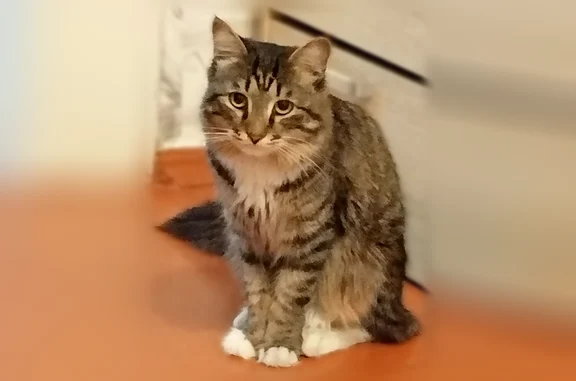 Пропала кошка, Район Советский...