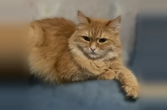 Пропала кошка, Район Ленинский...