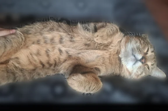Пропала кошка, Самара, Плодова...