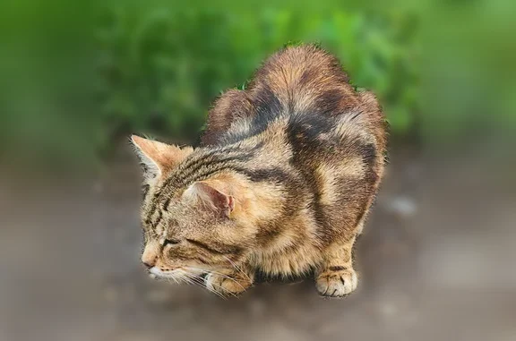 Найдена кошка, Курск, фото: Найдена кошка, Димитрова, Курск — коричневая полосатая, худой, голодный