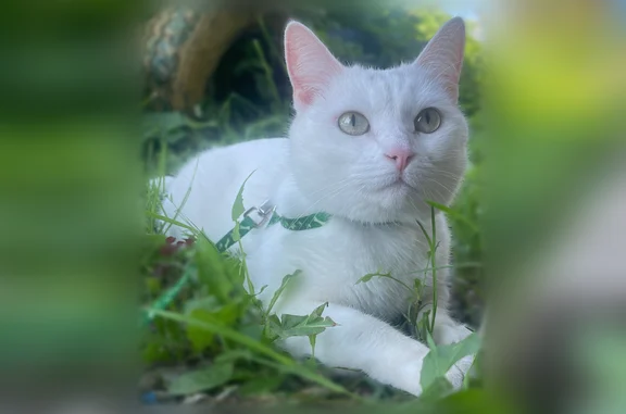Пропала кошка, Поселок Волховец, Пионерская, д. 17, Волховец — серые полоски на голове и хвосте - photo