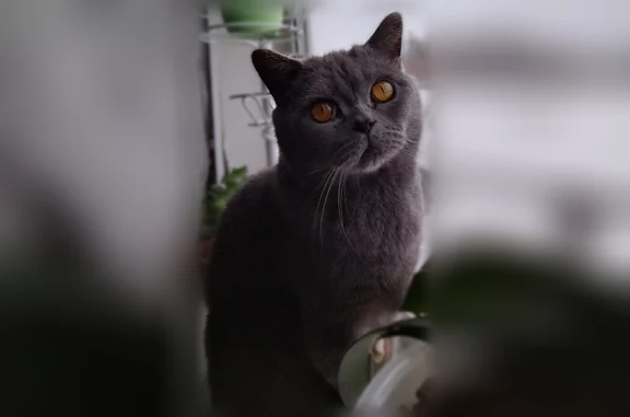 Пропала кошка, Кудымкар, Завьялова, д. 9, Кудымкар — крупный кот, серого цвета, яркие жёлтые глаза - photo