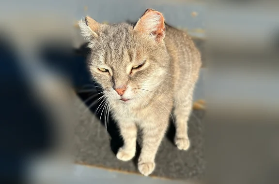 Найдена кошка, Курган, фото: Найдена кошка, К.Маркса, д. 100, Курган — пепельный, белый окрас