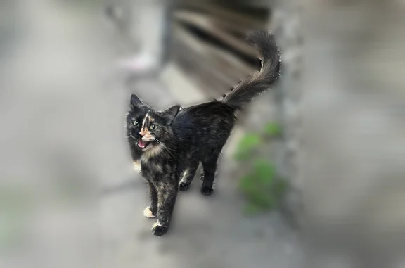 Найденные животные Нижний Новгород, фото: Найдена кошка, Нижний Новгород, Надежды Сусловой, д. 18 — пёстрая, отказывается кушать