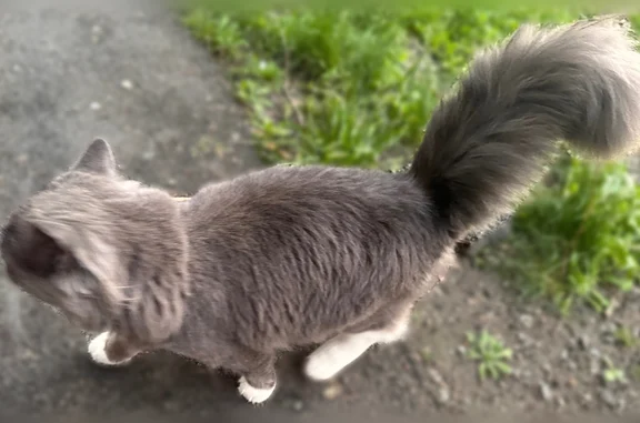 Объявления о пропавших и найденных животных, Орск, фото: Найдена кошка, Орск, Тагильская, д. 40 — серая, очень пушистый хвост