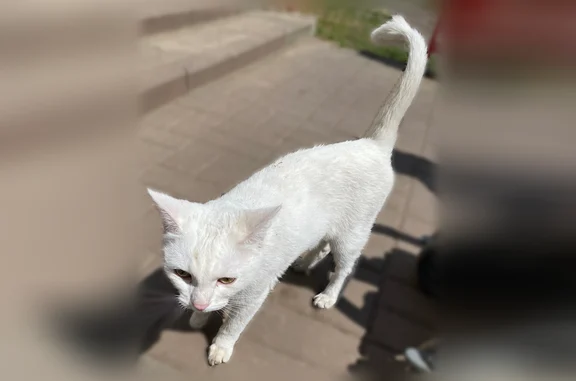 Объявления о пропавших и найденных животных, Саранск, фото: Найдена кошка, Саранск, Республиканская — очень ласковая, хвостик пострижен кисточкой
