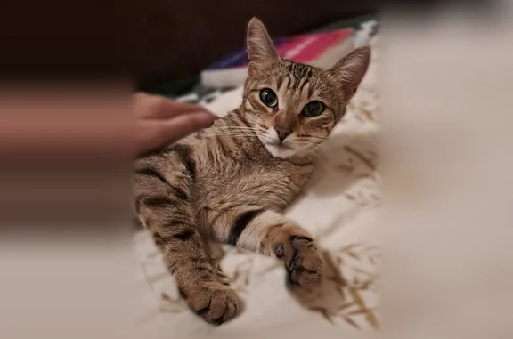 Объявления о пропавших и найденных животных, Семилуки, фото: Найдена кошка, Семилуки, Комсомольский, Семилуки — пятнистая, трёхцветная, 2-3 года