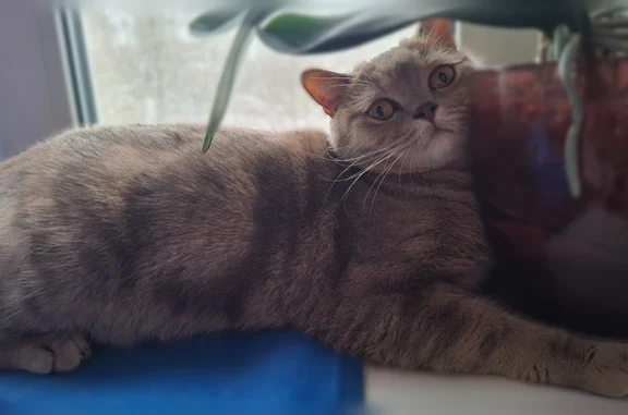 Пропала кошка, Территория СТ Строитель (г Десногорск), Десногорск — на коте шлейка и поводок - photo
