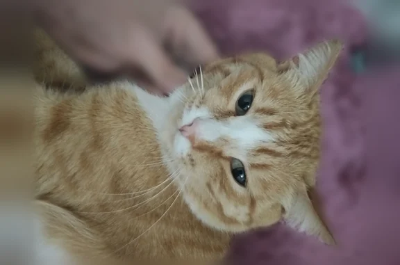 Пропала кошка, Талица, Ленина, д. 40а, Талица — рыжая полосатая, белая шея, живот и лапки - photo