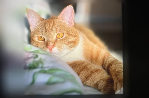 Пропала кошка, им. Н.М. Грибачева, Брянск — рыжий котик, очень пугливый - photo