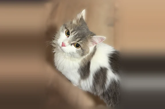 Найденные животные Октябрьский, фото: Найдена кошка, Екатеринбург, Хуторская, Октябрьский — серая и белая, идёт на руки