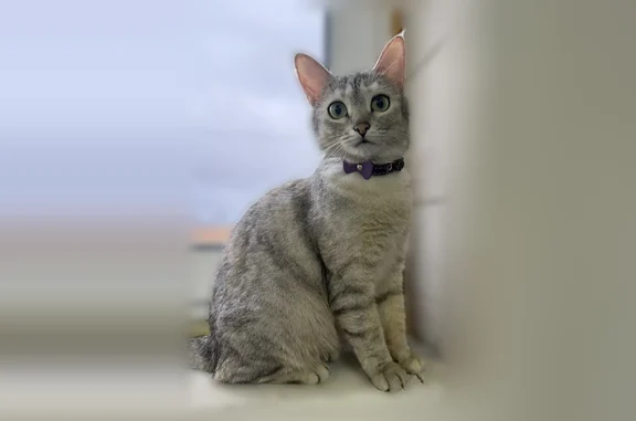 Пропала кошка, Поселок совхоза 