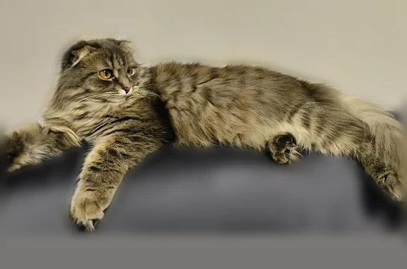 Кошки потеряшки, Октябрьский сельсовет, фото: Потеряшка кошка, Район Октябрьский (г Тамбов), Монтажников, д. 4, Октябрьский сельсовет — вислоухая, пушистая, серая девочка