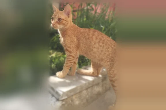 Найденные животные Минеральные Воды, фото: Найдена кошка, Южный, Минеральные Воды — рыжая, ласковая