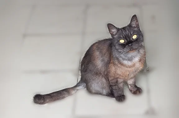 Найдена кошка, Оренбург, фото: Найдена кошка, Химическая, Оренбург — домашняя, очень ласковая, трёхцветная
