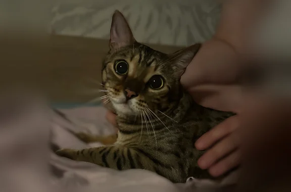Пропала кошка, Астрономический, д. 2, Астрахань - photo