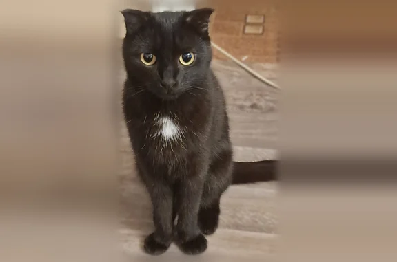 Пропала кошка, Орск, Ленина, д. 36, Орск — ласковая, стерилизованная, около 2 лет - photo