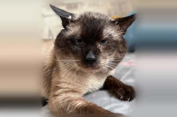 Пропала кошка, Псков, Крупской, д. 28, Псков — сиамский кот, старенький и больной - photo