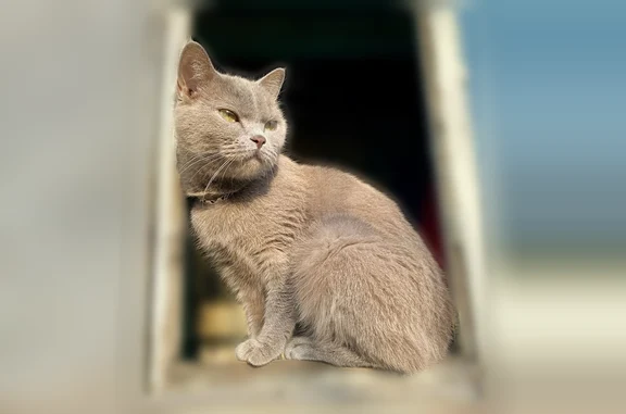 Объявления о пропавших и найденных животных, Хабаровск, фото: Пропала кошка, Хабаровск, 2-я Портовая, д. 8, Хабаровск — серая
