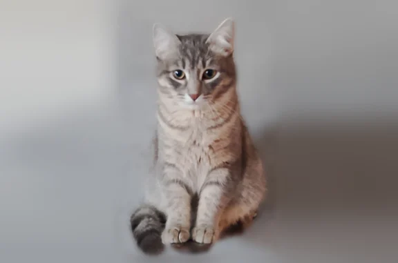 Пропала кошка, Вокзальная, Талица — серый молодой котик, домашний - photo