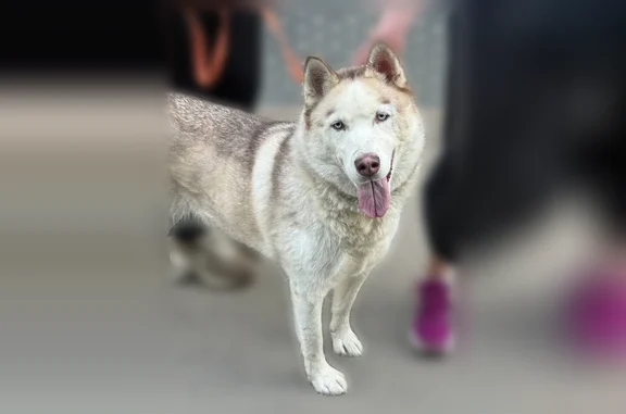 Найденные животные Москва, фото: Найдена собака, Чуксин, Москва — светло-рыжая хаски со шрамом на носу
