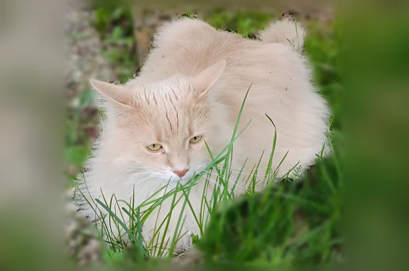 Пропала кошка, Ухта — крупная, помесь с мейн-кун - photo