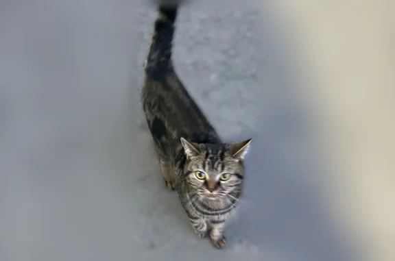 Найдена кошка, Хабаровск, фото: Найдена кошка, Хабаровск, Дзержинского, д. 20 — чистая, ласковая, бывшедомашняя
