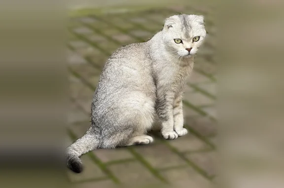 Объявления о пропавших и найденных животных, Краснодар, фото: Найдена кошка, Краснодар, Зиповская, д. 46 — несколько дней бегает возле дома