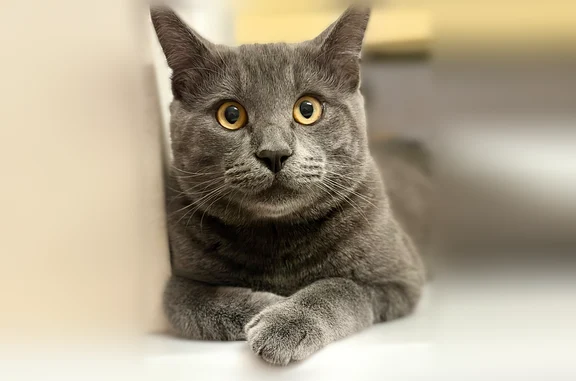 Пропала кошка, Тула, 12-й, д. 44, Зареченский — серый кот, кастрат, очень пугливый - photo