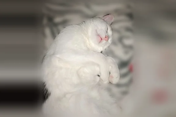 Пропала кошка, Кулебаки, Адмирала Макарова, д. 61, Кулебаки — небольшой кот с розовыми ушками и чёрными пятнами в виде сердечек - photo
