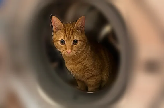 Пропала кошка, Бронницы - photo