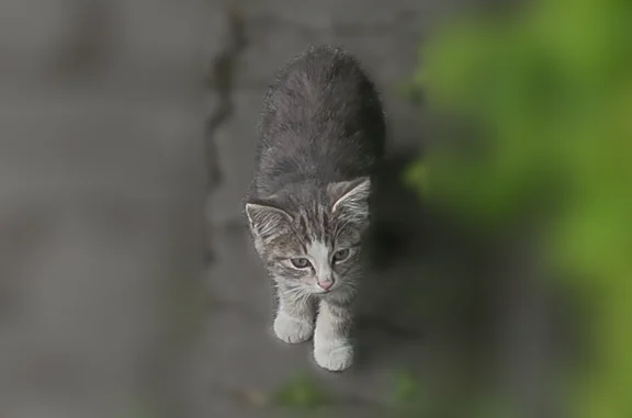 Пропала кошка, пр. Советский 36-38а, Калининград — котёнок - photo