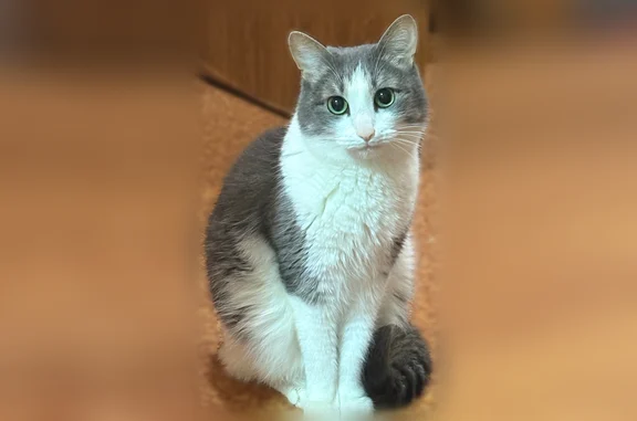 Пропала кошка, Черкесск, Новая, д. 7а — серо-белый котик, 7 лет - photo