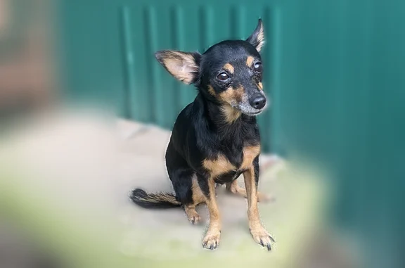 Объявления о пропавших и найденных животных, Краснодар, фото: Найдена собака, Краснодар — той-терьер