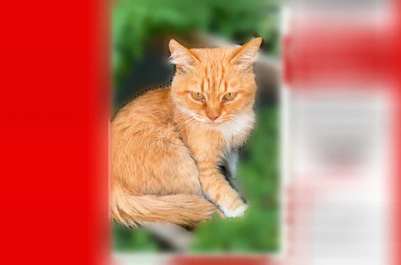 Пропала кошка, Ростов-на-Дону, Стачки, д. 101 - photo