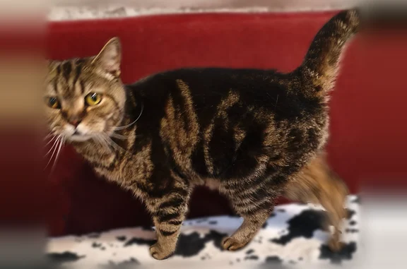 Найдена кошка, Ярославль, фото: Найдена кошка, Ярославль, Ленинградский, д. 87 — мраморный окрас, похожа на британскую породу