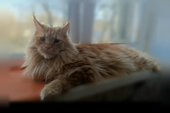 Пропала кошка, Кострома, Борьбы, д. 6, Кострома — мейнкун, коралловый с белым окрас, кисточки на ушах - photo