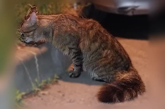 Объявления о пропавших и найденных животных, Краснодар, фото: Найдена кошка, Округ Центральный (г Краснодар), им. Ленина, д. 44, Краснодар — пушистая, голодная и напуганная