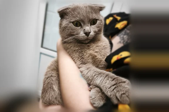Объявления о пропавших и найденных животных, Ставрополь, фото: Найдена кошка, Рогожникова, д. 1, Ставрополь — молодой ласковый кот