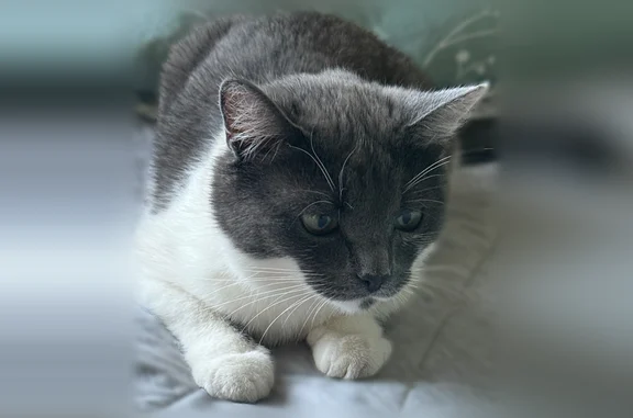 Пропала кошка, Иваново, Новосибирская, д. 72 — маленькая по телосложению - photo