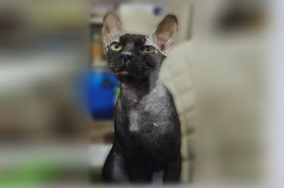 Пропала кошка, Находка — донской сфинкс браш, чёрная - photo