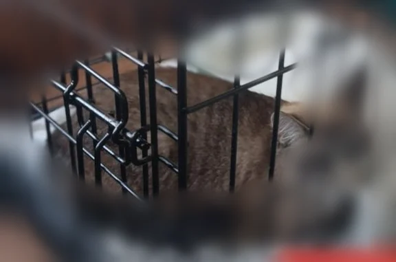 Найдена кошка, Кемерово, фото: Найдена кошка, Кемерово, Гагарово, д. 159 — домашняя, ручная