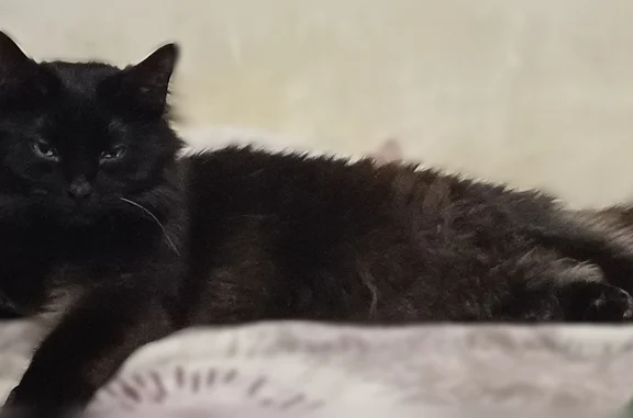 Пропала кошка, Гамарника, д. 5, Владивосток — домашняя, пушистая, чёрная, с янтарными глазами - photo